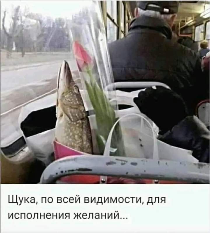 Щука по всей видимости для исполнения желаний