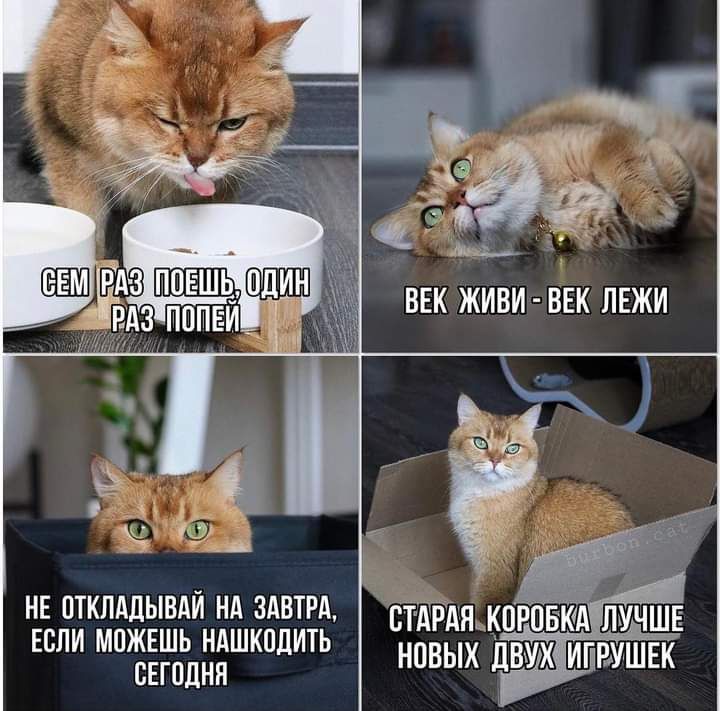 Е вЁмямпи вид ЛУЧШЕ ЕСЛИ МПЖЕШЬ НАШКПДИТЬ СЕГПЦНП НПВЫХ ДВУХ ИГРУШЕК