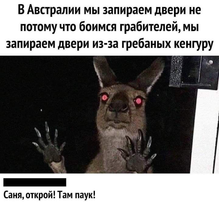 В Австралии мы запираем двери не потому что боимся грабителей мы запираем двери из за гребаиых кенгуру аня открой Там паук