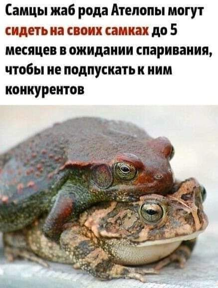Самцы жаб рода Атепопы могут сидеть на своих самках до 5 месяцев в ожидании спаривания чтобы не подпускать к ним конкурента