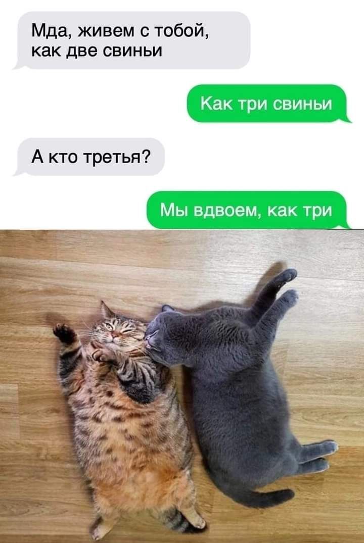 Мда живем тобой как две СБИНЬИ А кто третья Мы вдвоем как три