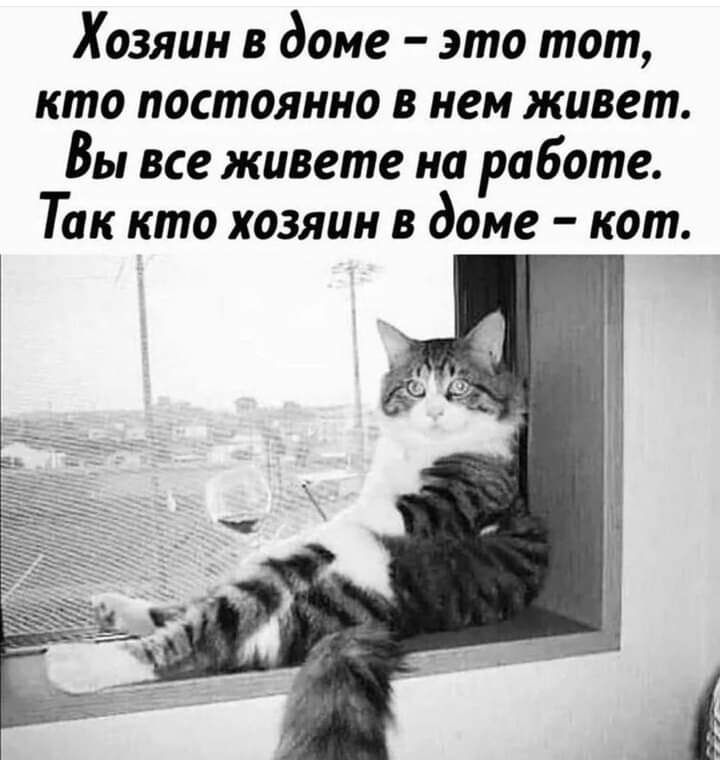 Хозяин в доме это тот кто постоянно в нем живет Вы все живете на работе Так кто хозяин в доме кот