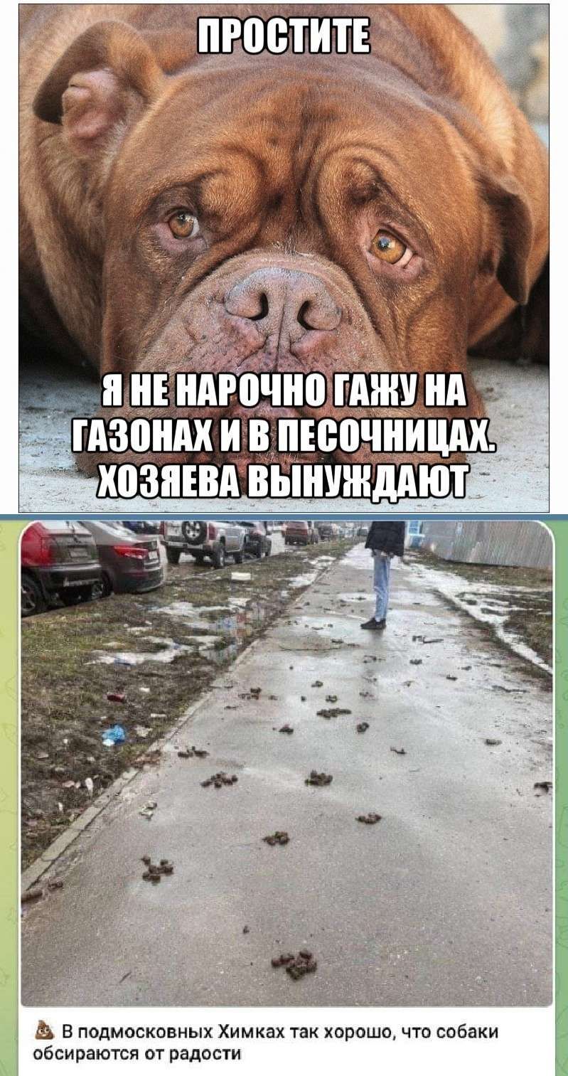 А3 в подмосковных Химках так хорошо что собаки оосиомтся от радпсги