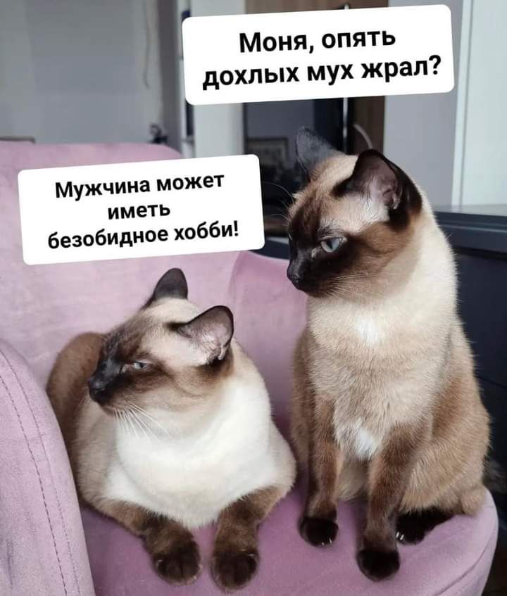 Моня о п_ять дохлых мух жрап Мужчина может ИМЕТЬ безобидное хобби