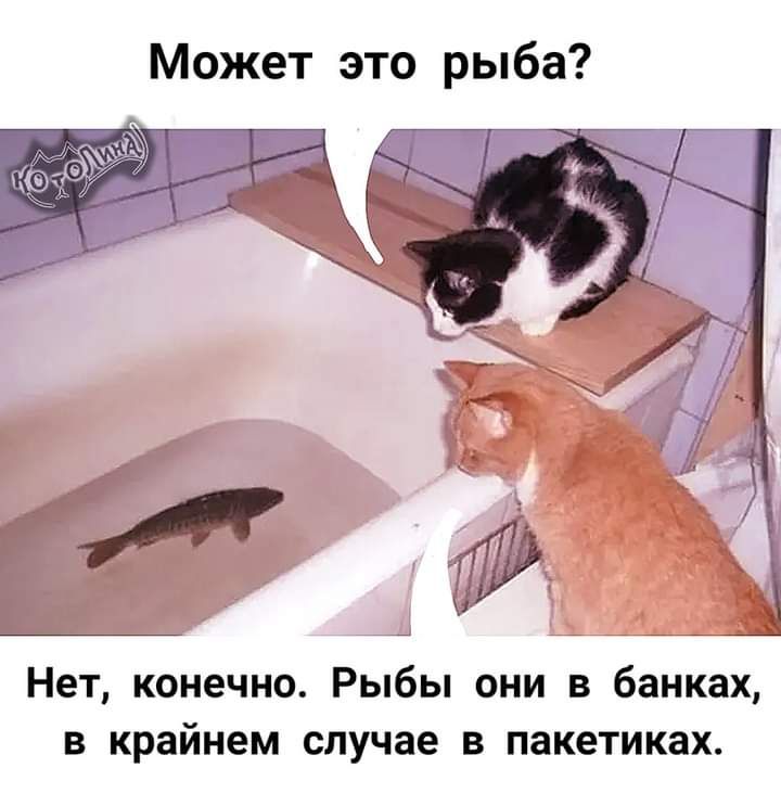 Может это рыба Нет конечно Рыбы они в банках В крайнем случае В пакетиках