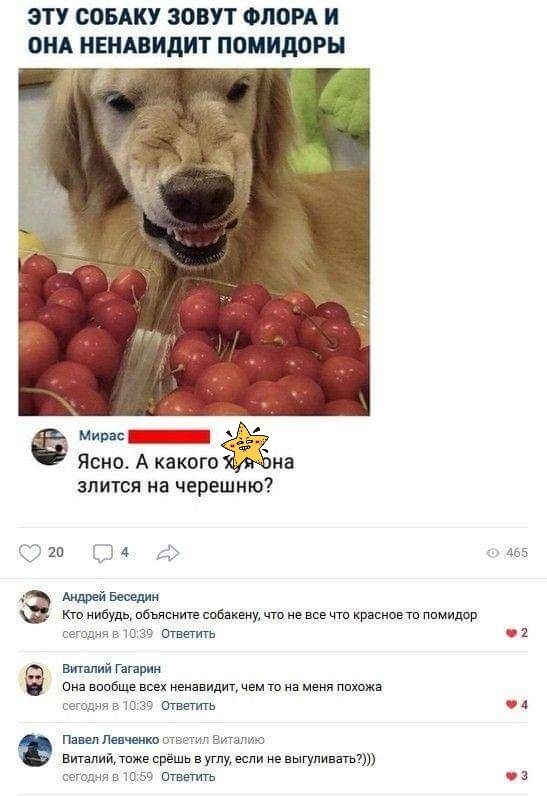 ЭТУ СОБАКУ ЗОВУТ ФЛОРА И ОНА НЕНАВИДИТ ППМИДОРН злится на черешню гп к иьущ вбисиитсйзцничш шсиитппмилпр ша ммм Пи вшвщвпспиеипидщмыш ппхпжя _ итд чп Панлдпщио вкппи сить ушу или цпыгупиппдш Отпить