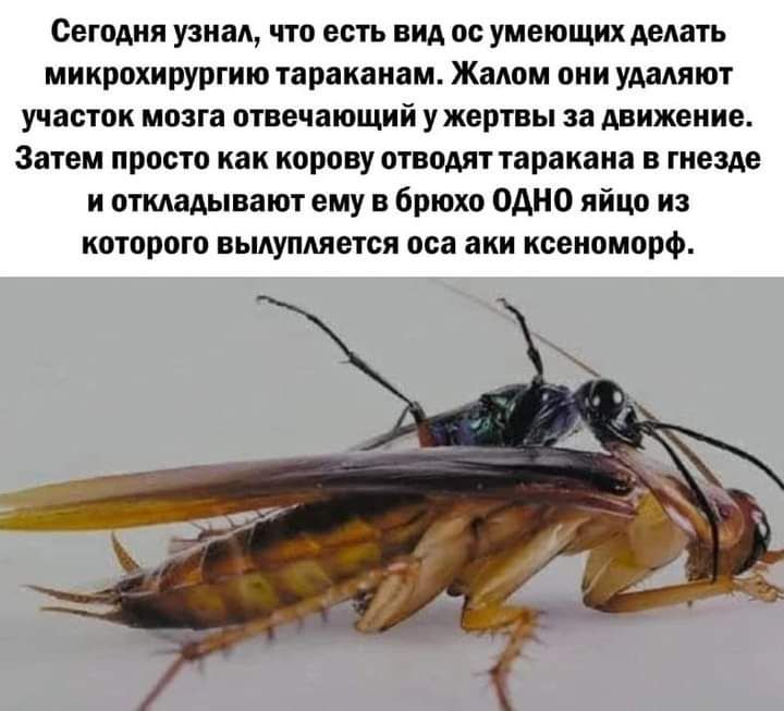 Сегпдия узнал что есть вид ос умеющих делать микрохирургии таракана Жмем ани удаляют участок мозга отвечающий у жертвы за движение Затем просто как корову оівпдлт чаракаиа в пеш и отдадывают ему в брюхо ОАНО яйца из котрого вьшупляется пса аки ксеипморф