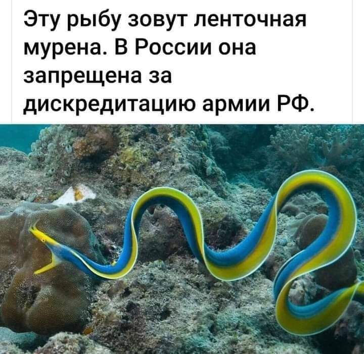 Эту рыбу зовут ленточная мурена В России она запрещена за дискредитацию армии РФ