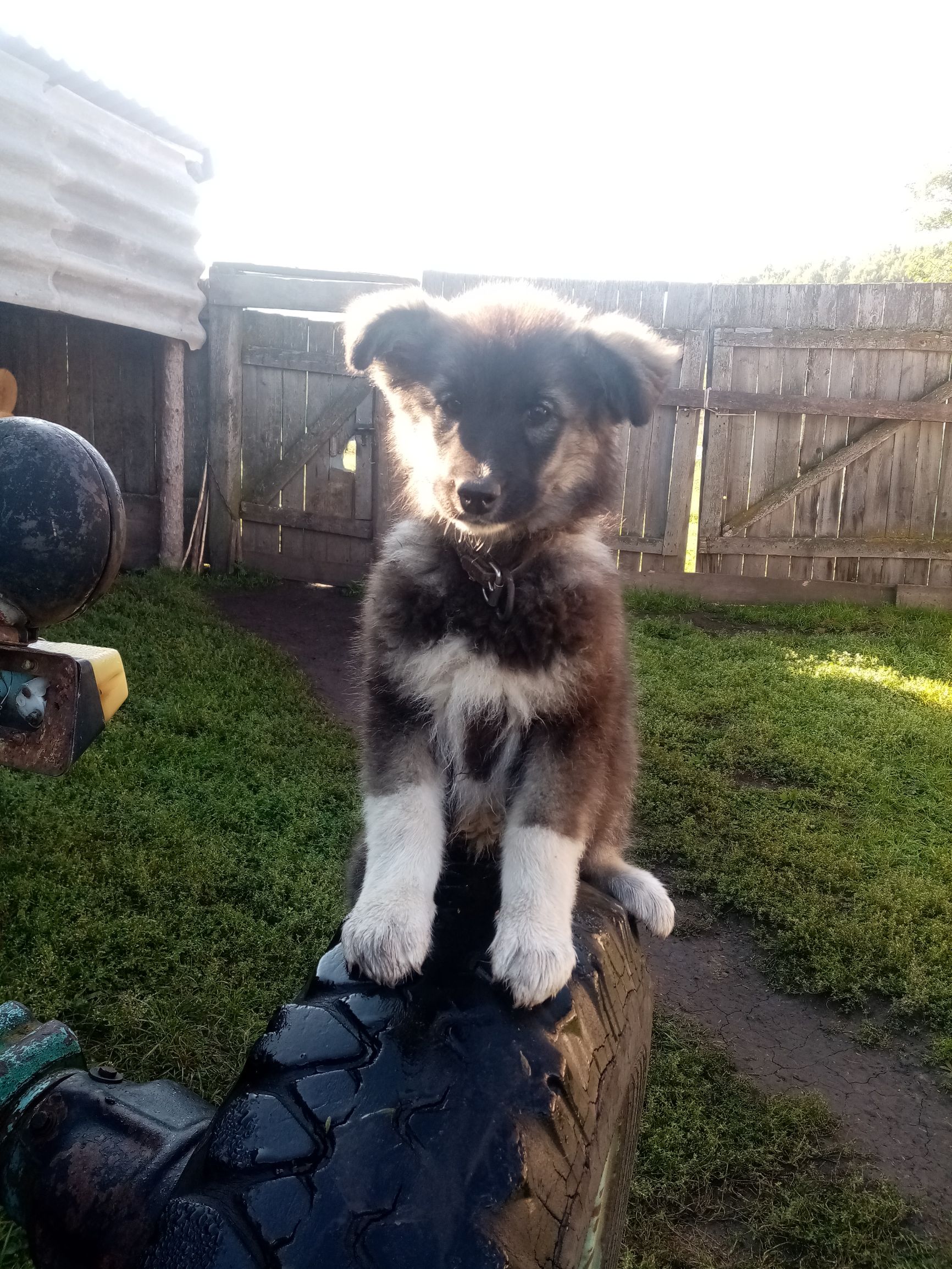 Щенок на шинном бордюре на траве возле забора.