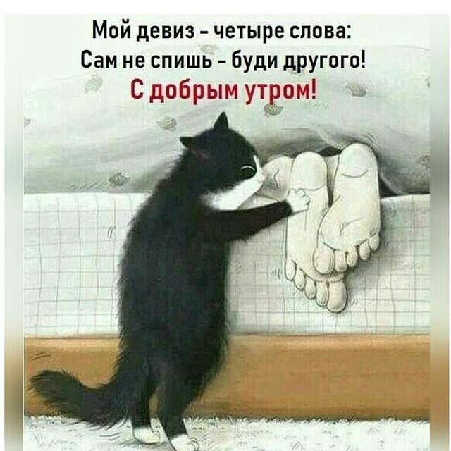 Мой девиз четыре слова Сам не спишь буди другого С добрым утром