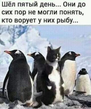 Шёп пятый день Они до сих пор не могли понять кто ворует у них рыбу
