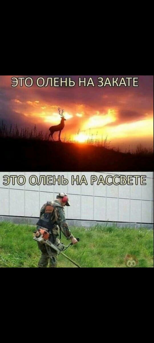 ЭТО ОЛЕНЬ НА ЗАКАТЕ