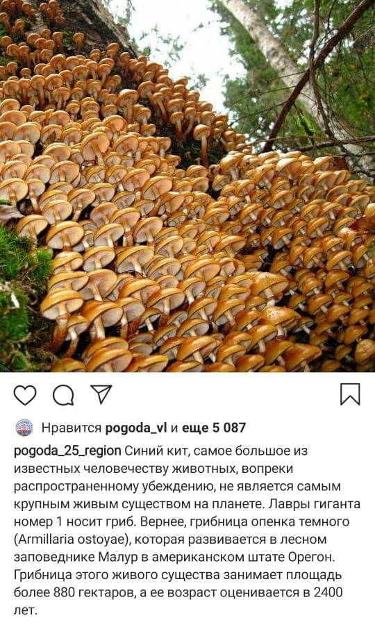 д Нравится роэоиащі и еще 5 087 родосіа_25_ге9іоп Синий кит самое большое из ИЗВЕСТНЫХ ЧЕЛОВЕЧЕСТЕУ ЖИВОТНЫХ вопреки распространенному убеждению не является самым крупным живым существом на планете Лавры гиганта номер носит грибт Вернее грибница опенка темного АгтіНагіа озіоуае которая развивается в лесном заповеднике Мапур американском штате Орегон Грибница этого живого существа занимает площадь 