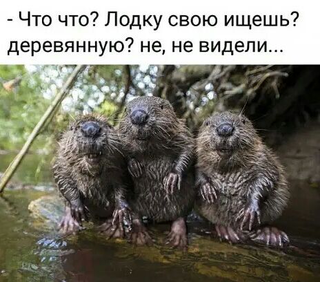 Что что Лодку свою ищешь деревянную не не видели