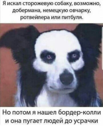Я искал сторожевую собак возможно добермана немецкую овчарку ровеилера или пиубупк Но потом я нашел бордеркоппи и она пугает людей до усрачки