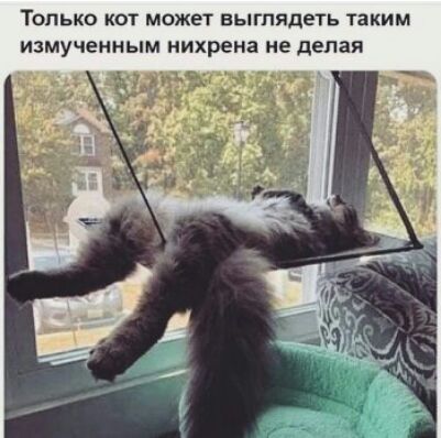 Только кот может выглядеть таким измученным нихрена не делая