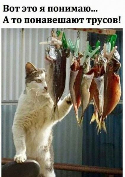 Вот это я понимаю А то понавешают трусов