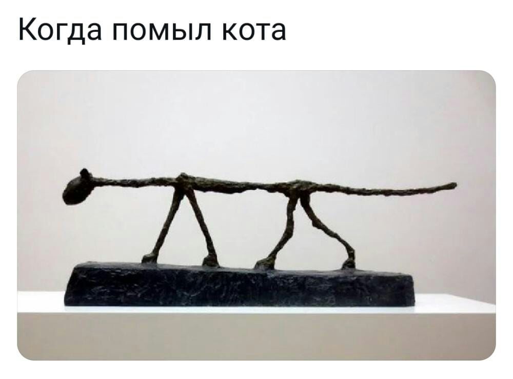 Когда помыл кота