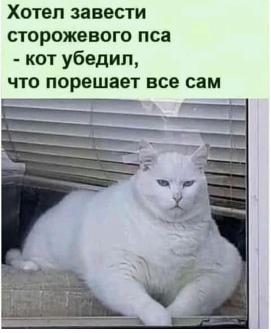 Хотел завести сторожевого пса кот убедил что порешает все сам
