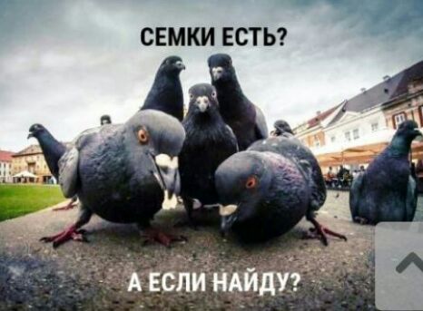 г СЕМКИ ЕСТЬ