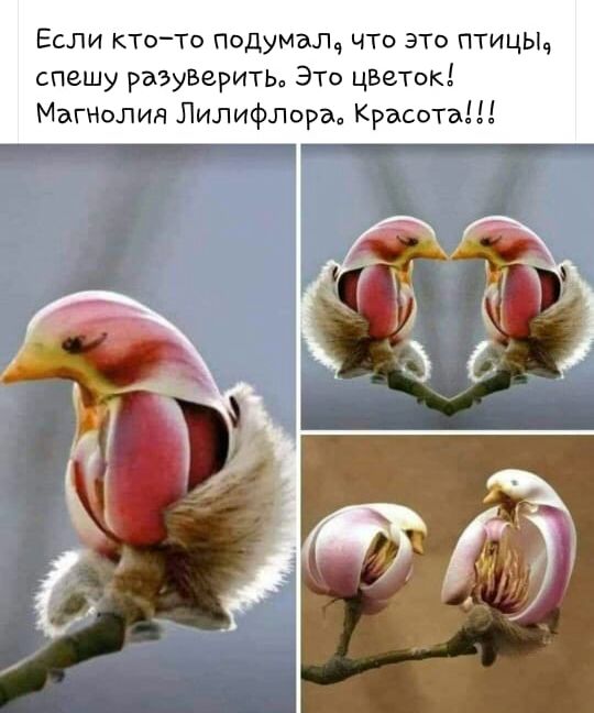 Если ктоТо Подумал что это птицы спешу разузериты ЭТо цВеТок Магнолия ЛИЛИФЛОРВ Красота