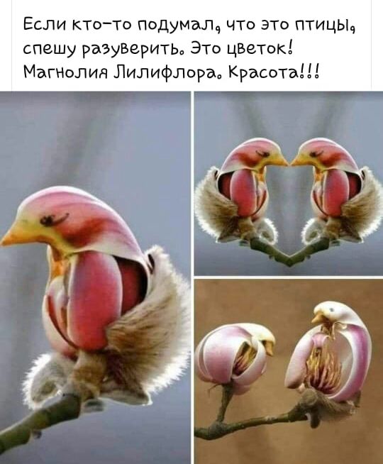 Если ктото подумал что это птицьц спешу разувериты ЭТО цВеток Магнолия Лилифлора Красота