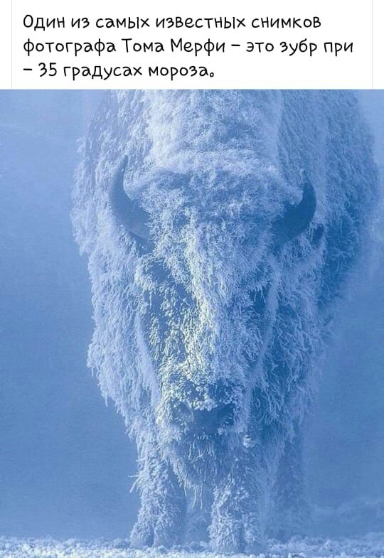Один из самых известны снимков фотографа Тома Мерфи это Зубр при 35 градусах мороза