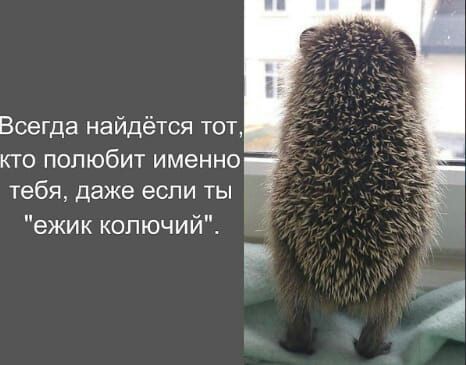 Всегда найдётся тот кто полюбит именно тебя даже если ты ежик копючийЕ