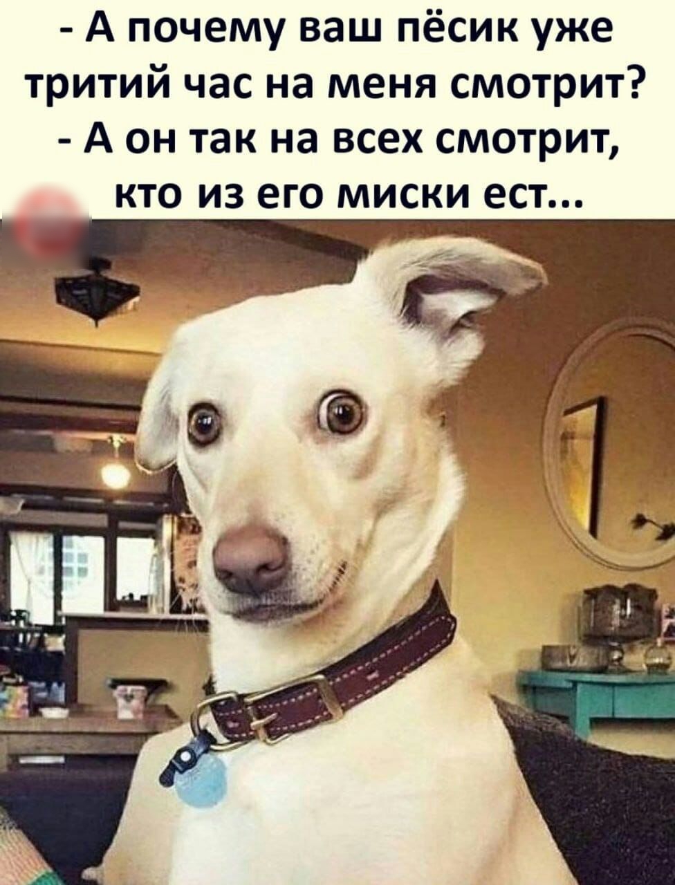 А почему ваш пёсик уже тритий час на меня смотрит А он так на всех смотрит кто из его миски ест