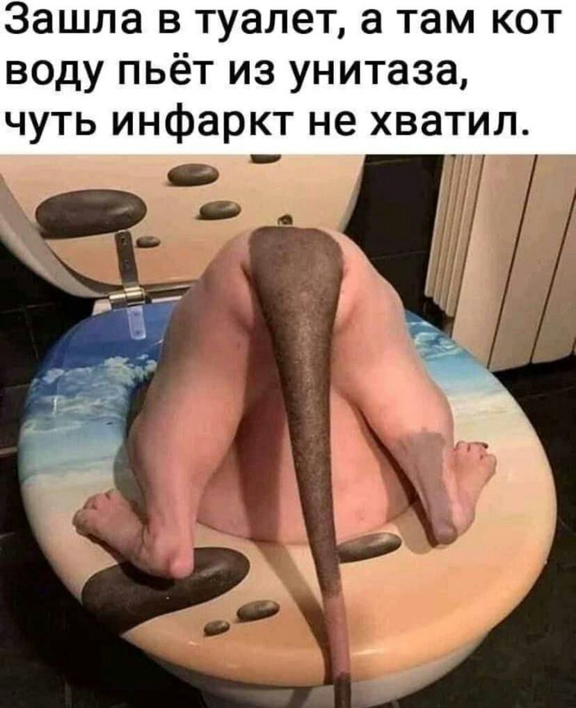 Зашла в туалет, а там кот воду пьёт из унитаза, чуть инфаркт не хватил.