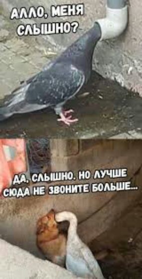 ,'а мьшю но лучше сюда!не звоните больше