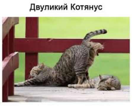 Двуликий Котянус