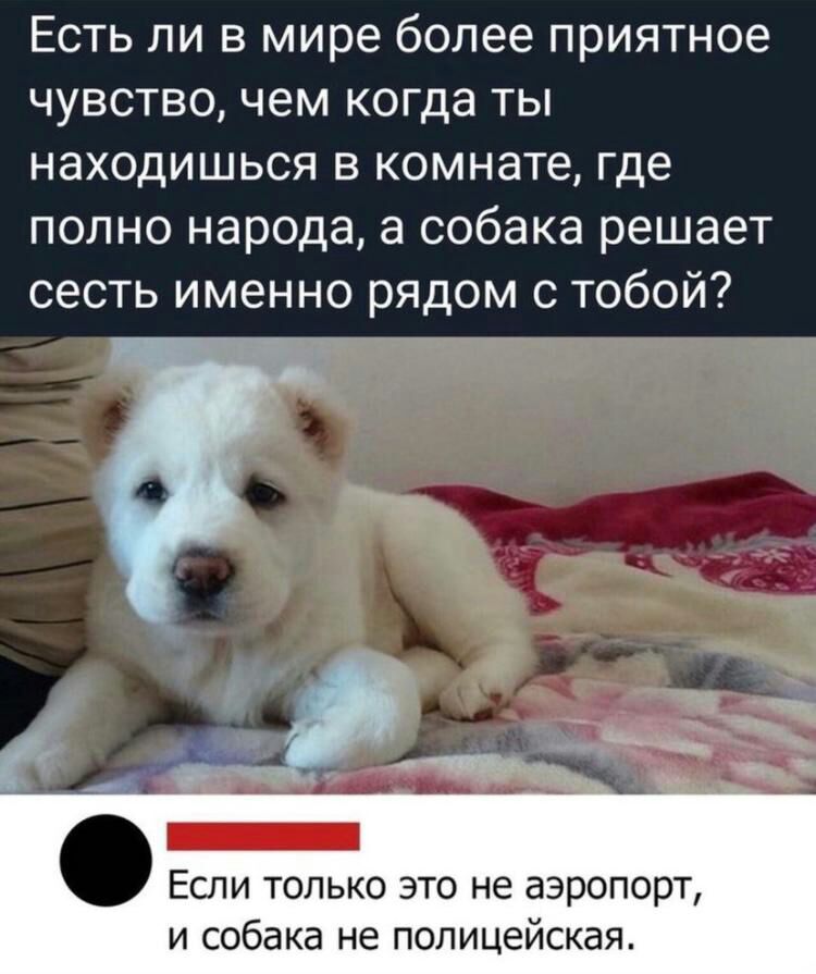 Есть ли в мире более приятное чувство, чем когда ты находишься в комнате, где полно народа, а собака решает сесть именно рядом с тобой? Анасоно  если только это не аэропорт, и собака не полицейская.