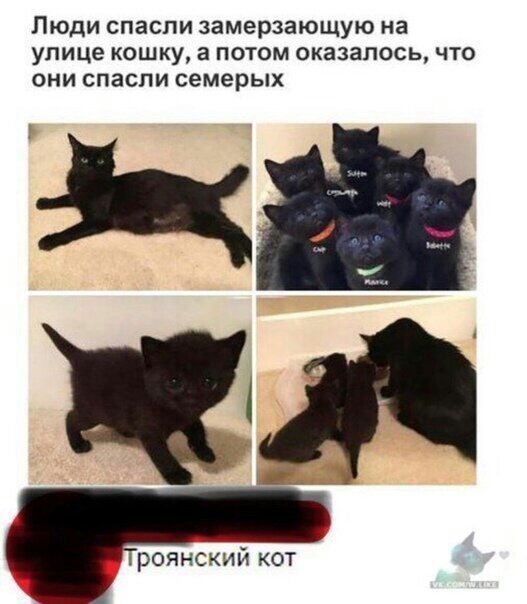 Люди спасли замерзающую на улице кошку, а потом оказалось, что они спасли семерых ле ж л троянский кот