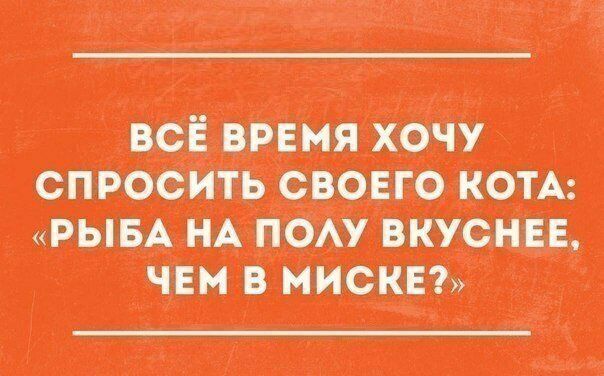 Всё время хочу спросить своего кота: «рыба на полу вкуснее, чем в миске?»