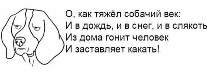 О как тяжёп собачий век И в дождь и в снег и в слякоть Из дома гонит человек И заставляет какать