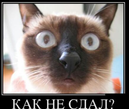 КАК НЕ СПАЛ