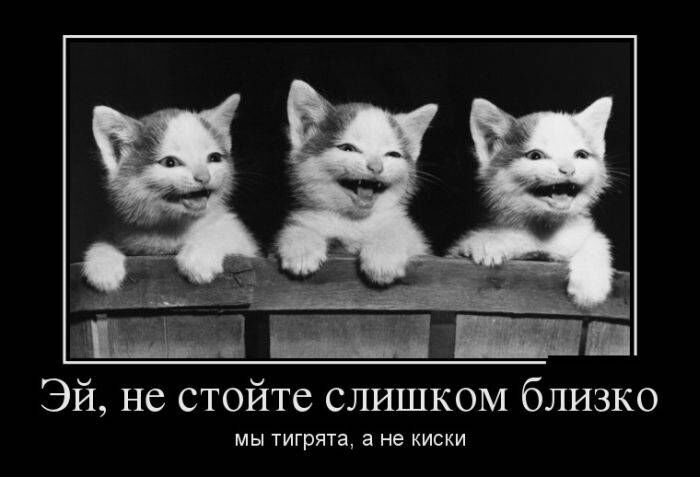 Эй не стойте слишком близко МЫ ТИГРЯТЗ а не КИСКИ