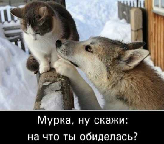 Мурка ну скажи на что ты обиделась