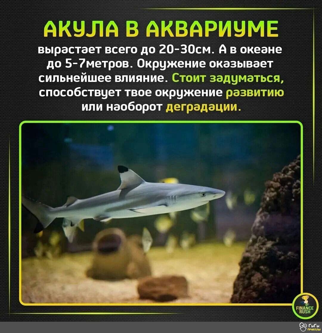 АКЧЛА В АКВАРИЧМЕ вырастает всего по 20 30см А в океане по 5 7иетров Окружение оказывает сильнейшее влияние Стоит заниматься способствует твое окружение развитию или наоборот деградации