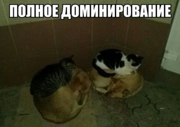 ПШПЮЕ д0МИИР08МИЕА