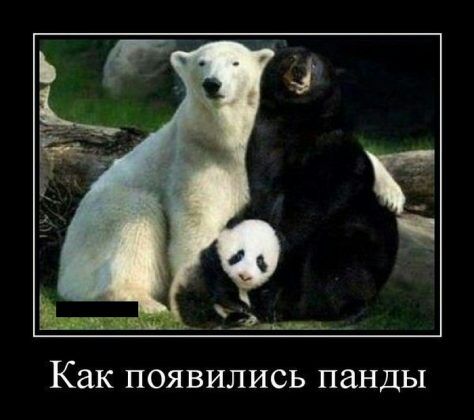 Как ПОЯВИЛИСЬ панды