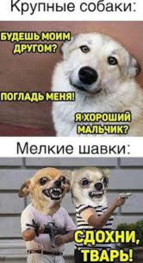 Крупные собаки БУдЁшьыиоцм питон