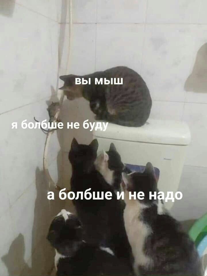 ВЫ МЫШ болбше е н