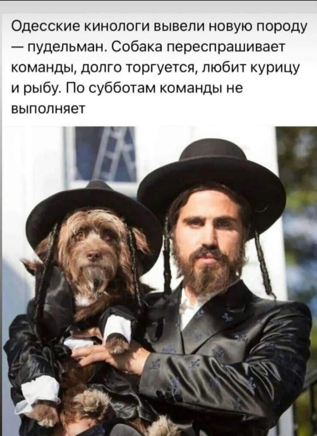 Одесские кинологи вывели новую породу пудельман Собака переспрашивает команды допго торгуется любит курицу и рыбу По субботам команды не выполняет