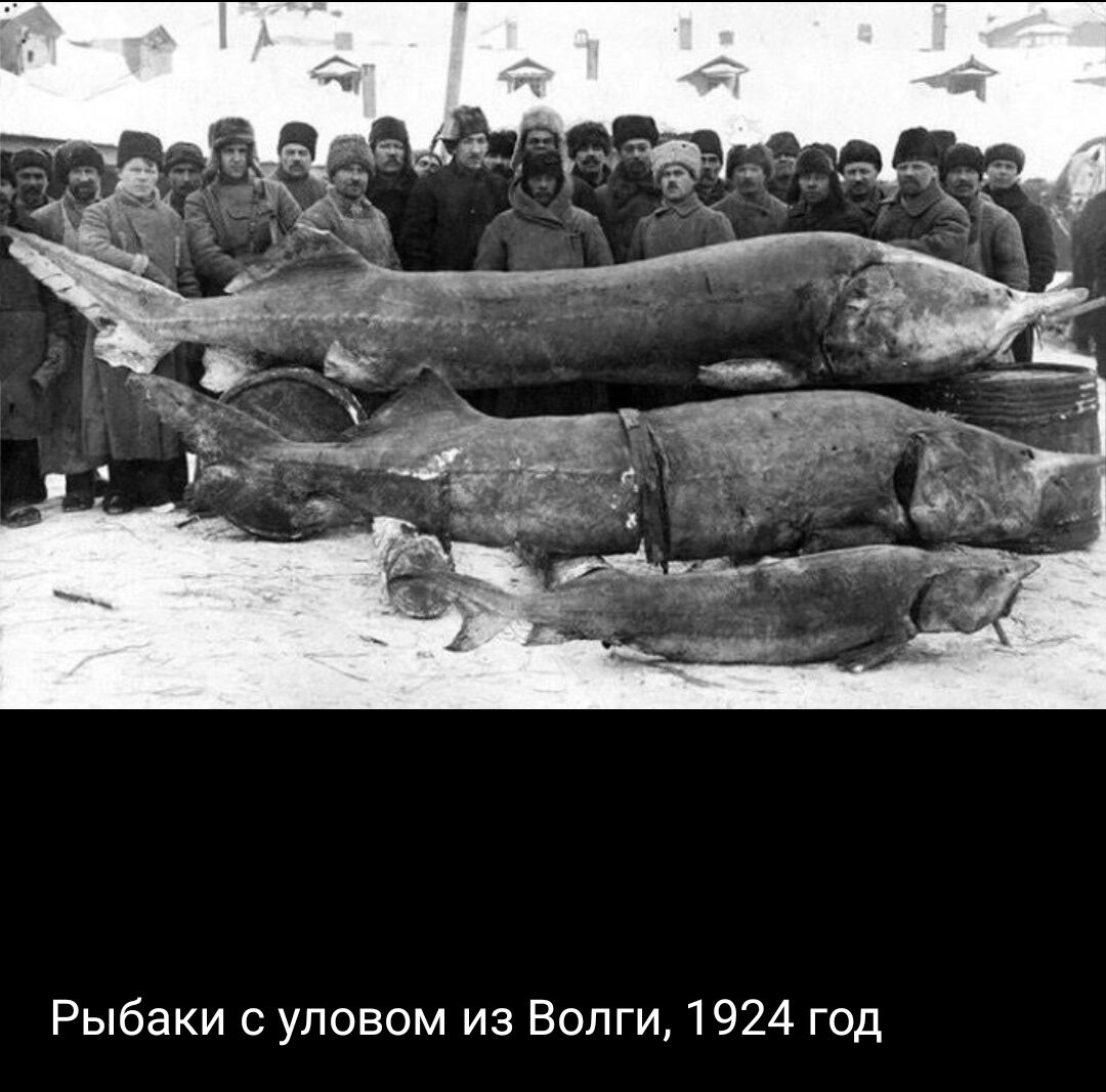 Рыбаки уловом из Волги 1924 год