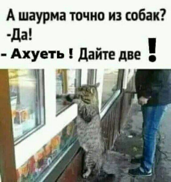 А шаурма точно из собак да Ахуеть Дайте две ы