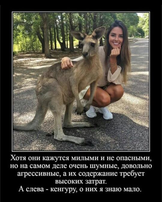 ХШ ОНИ МРШЬШИ и не опасными НО на Одно дело ОЧЕНЬ шумные довольно агрессивные а их содержание требует высоких трат Аслевд кенгущошязндю мало
