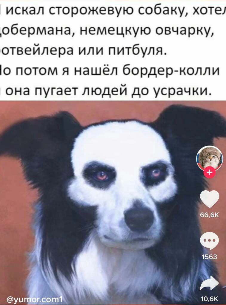 искал сторожевую собаку хоте обермана немецкую овчарку отвейпера или питбуля 0 потом я нашёл бордер колли она пугает людей до усрачки