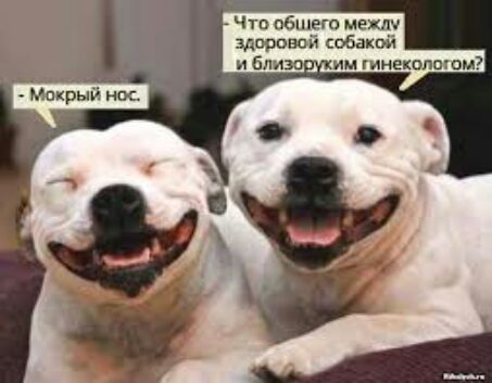 Что обшегп мент здоровой обакой